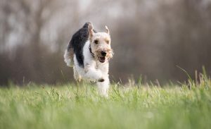 dog running