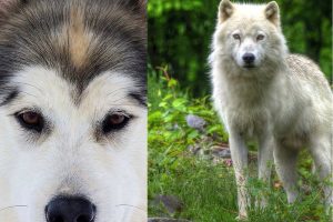 Wolf vs husky
