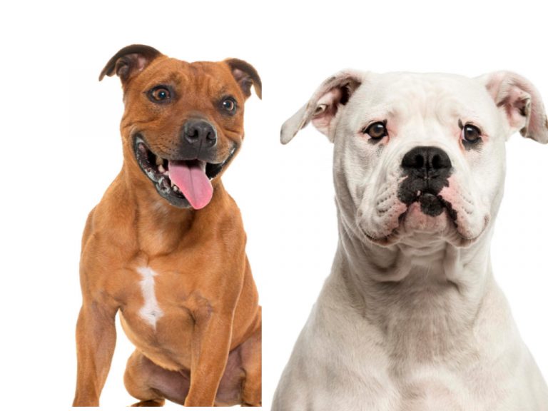 American Bulldog vs Pitbull