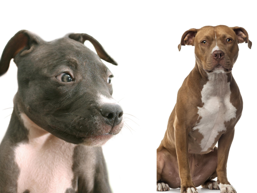 American Staffordshire Terrier vs Pitbull