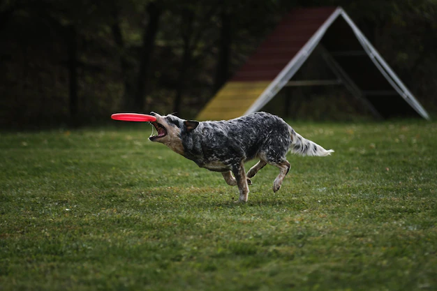 Australian Cattle Dog1