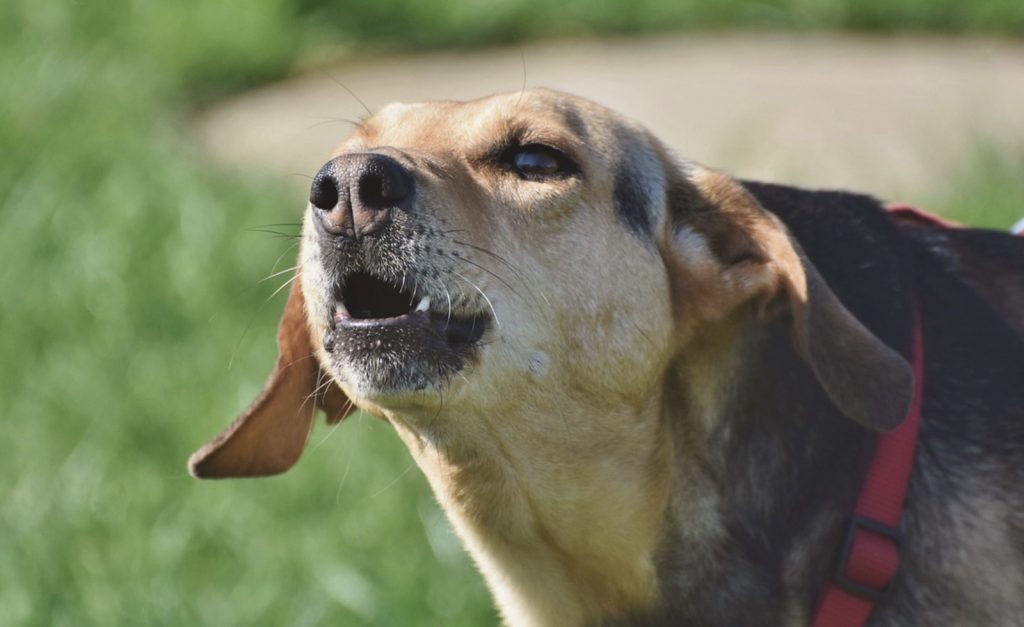 What Is A Reactive Dog? Understanding Dog Reactivity! 1 Screenshot 2022 10 10 at 12.23.17