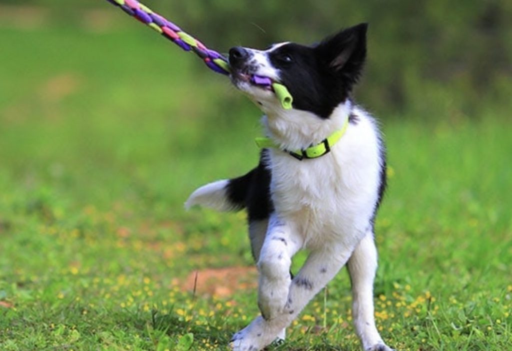 Tug Toy For Reactivity - What Is The Best Dog Tug Toy? 48 Screenshot 2022 10 13 at 16.05.05