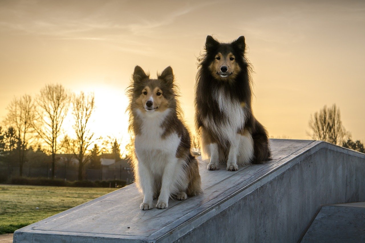 Sheltie2