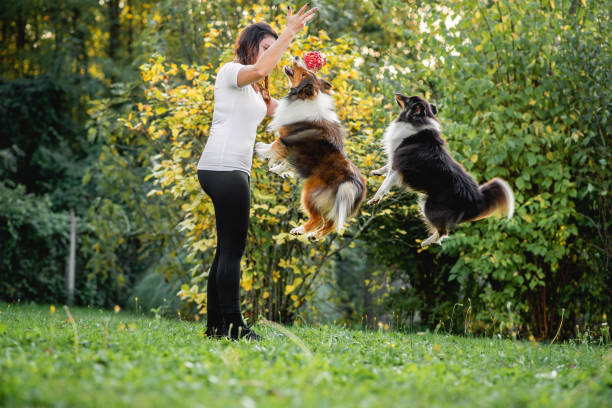 Why Some Dogs Love Strangers While Others Stay Cautious 2 Sheltie3