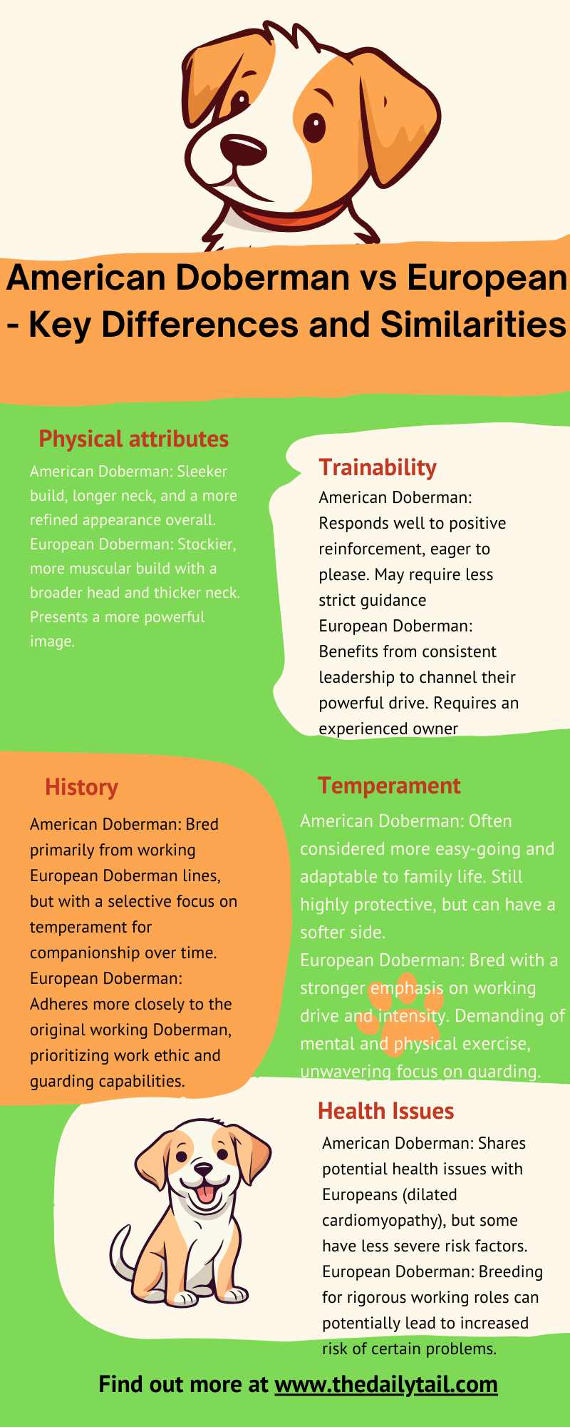 american dobeman vs european doberman