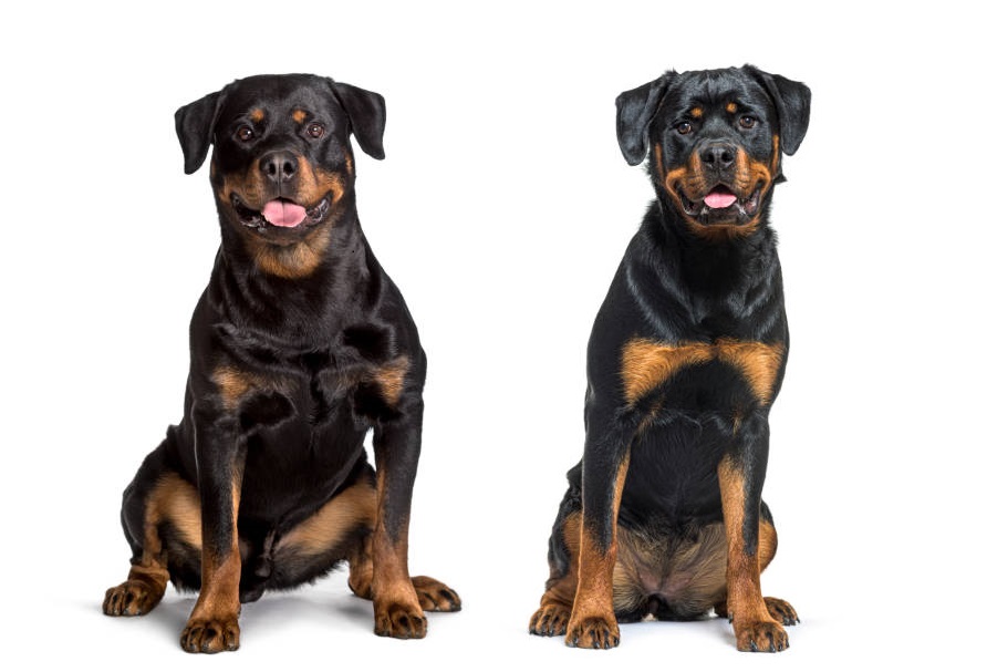 american rottweiler1