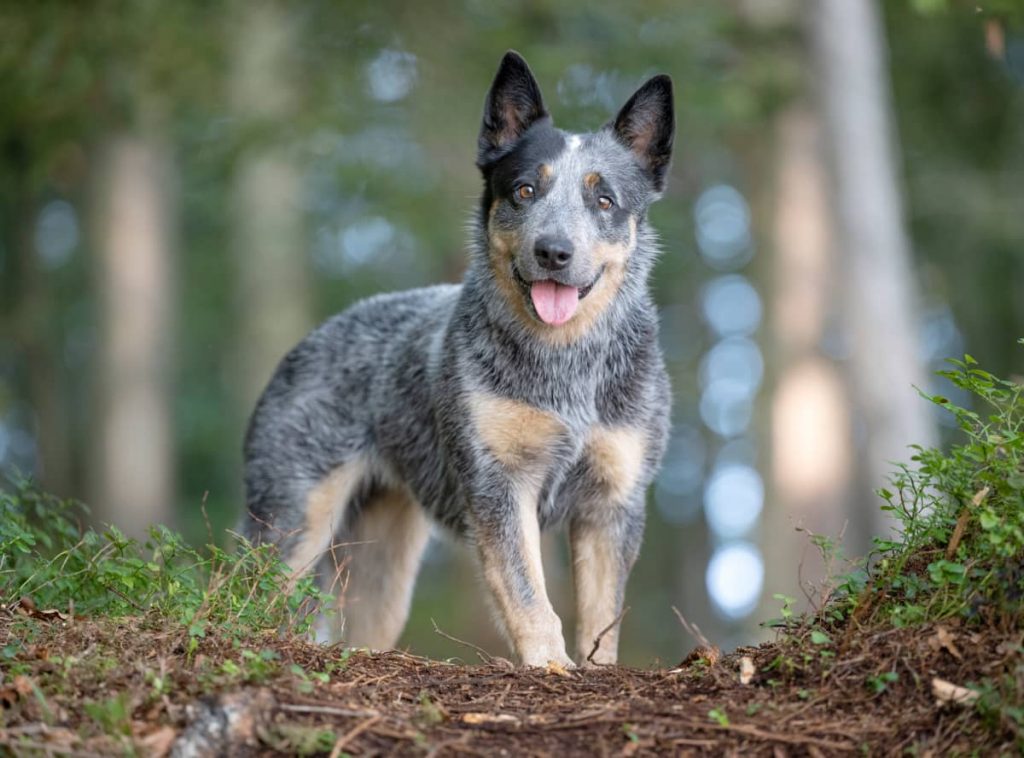 Red Heeler Vs Blue Heeler How Important Is Coat Color?