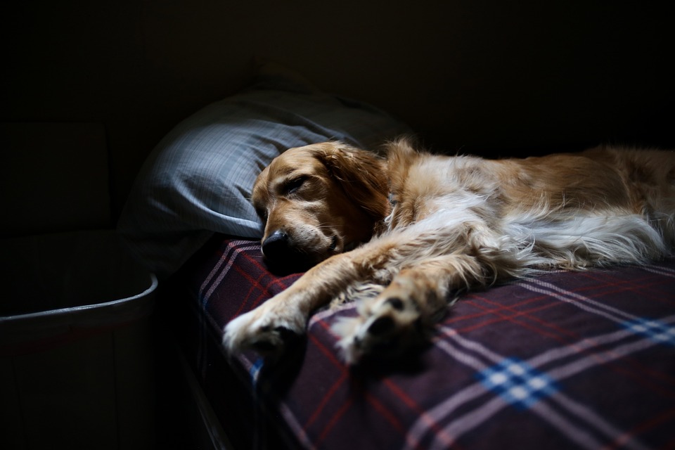 Dog Barking In Sleep – What Is The Deal? 1 dog barking in sleep