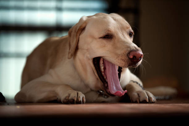 dog barking in sleep3