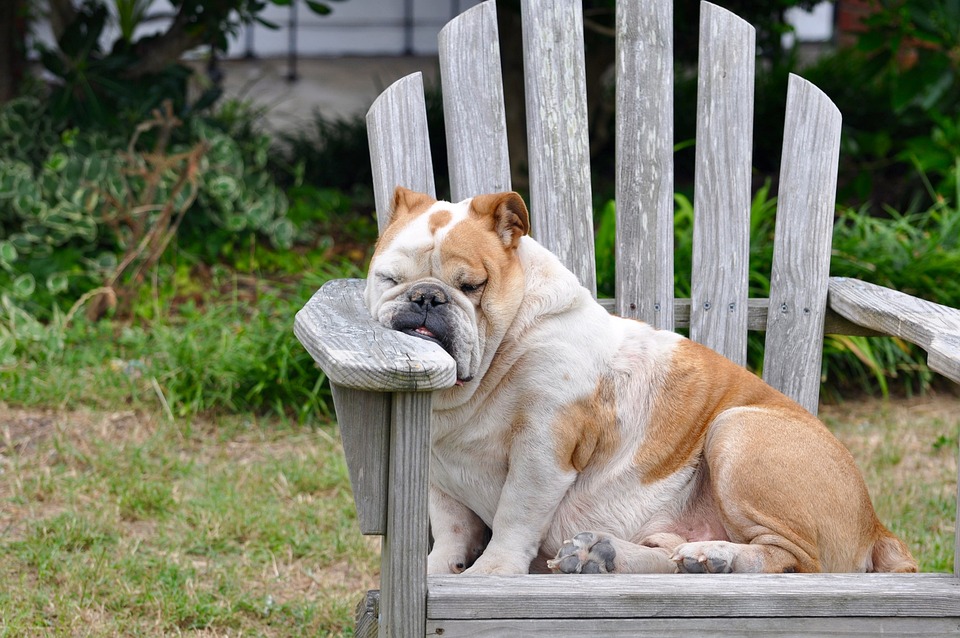 dog barking in sleep4