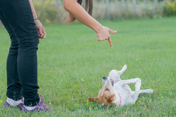 dog playing dead2