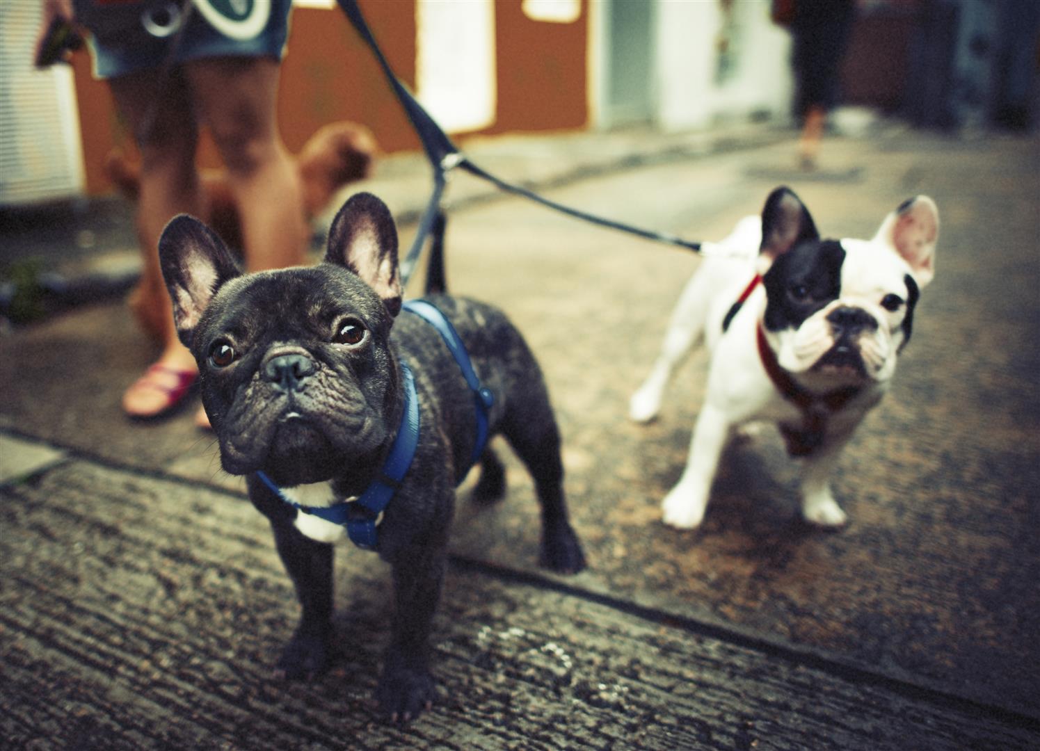 french bulldog1