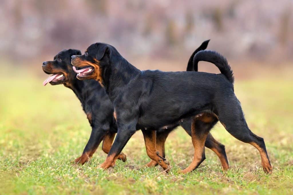 german rottweiler2