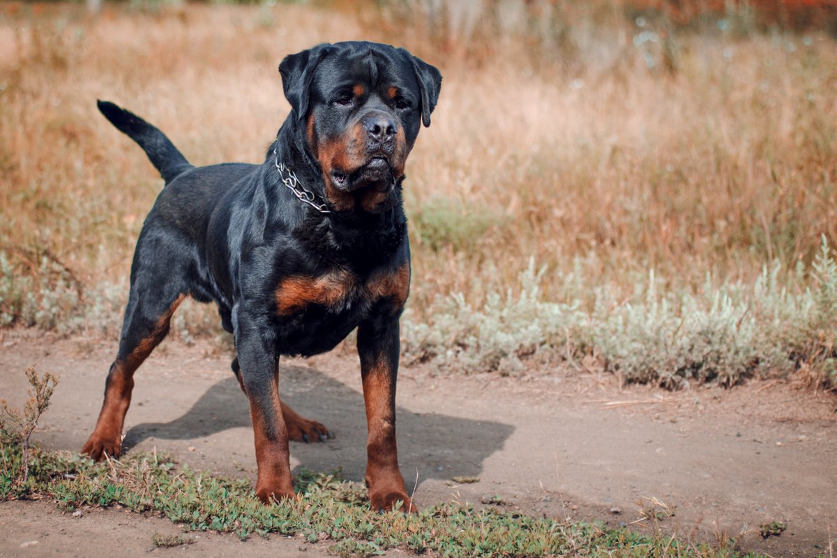 german rottweiler5