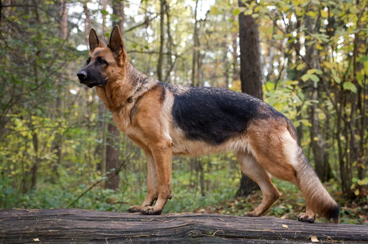 german shephard2