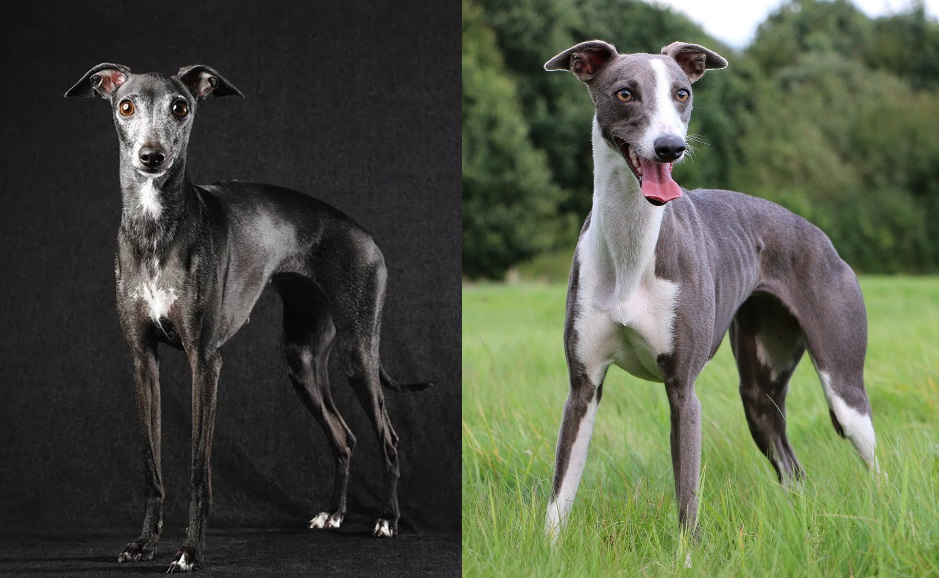 italian grayhound whippet