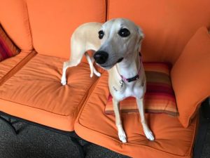 Italian Greyhound Vs Whippet – Can You Tell The Difference?