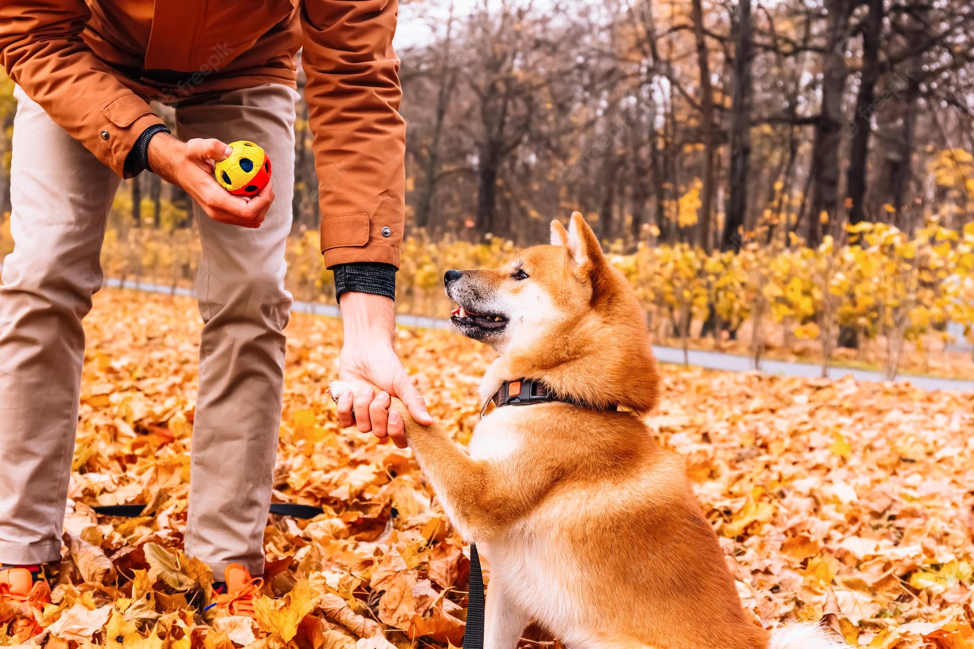 owner training dog park teaches new tricks commands give paw akita inu dog breed happy puppy playing outside dog behaviour playing dog training pet concept 410521 561