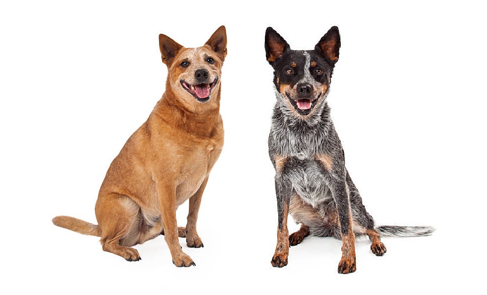 red blue heeler1