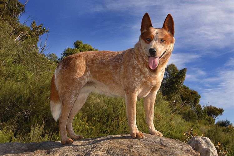 red heeler