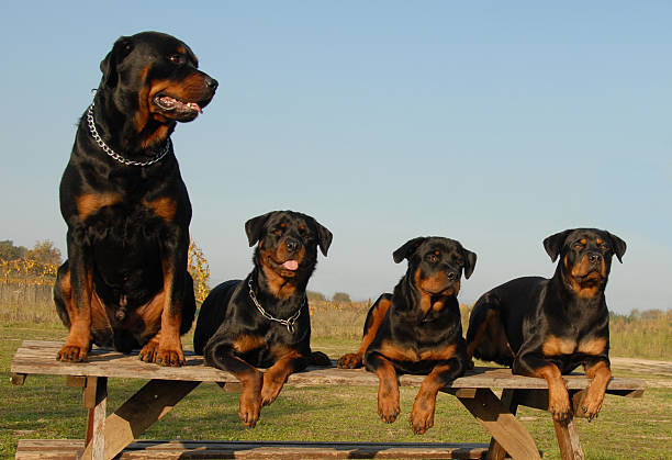 rottweiler2