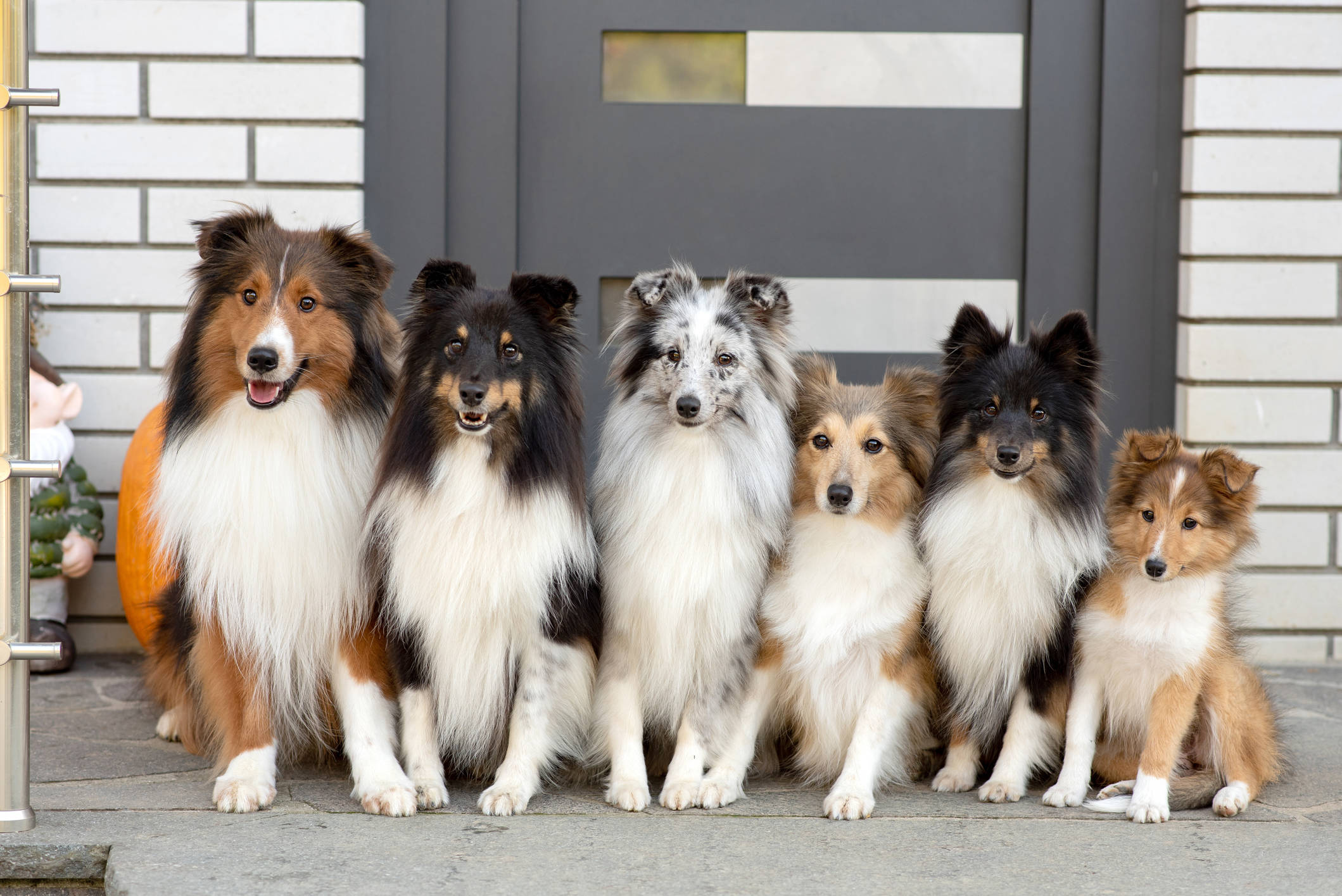 sheltie collie