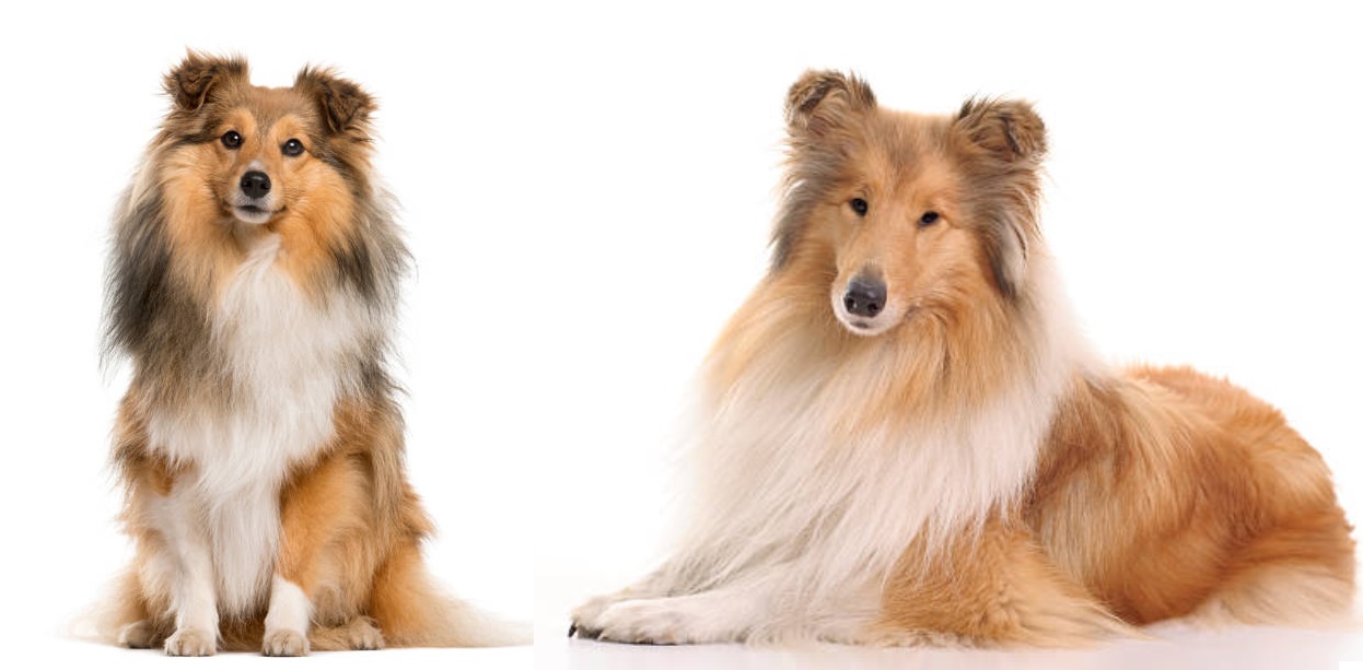 Sheltie Vs Collie Which Is The Better Working Turned Companion Dog?