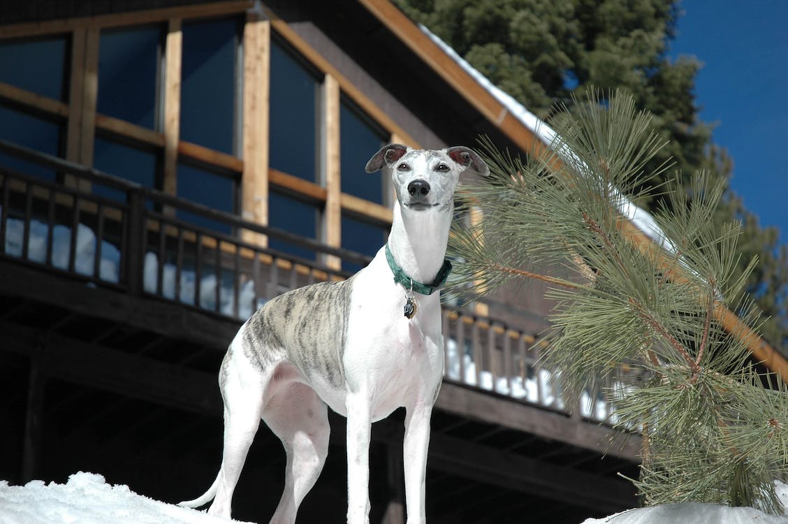 whippet