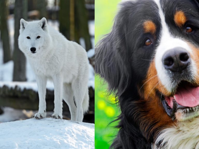 Wolf vs dog