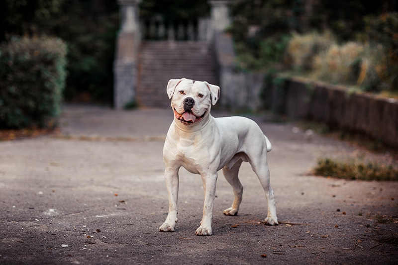 American bulldog3