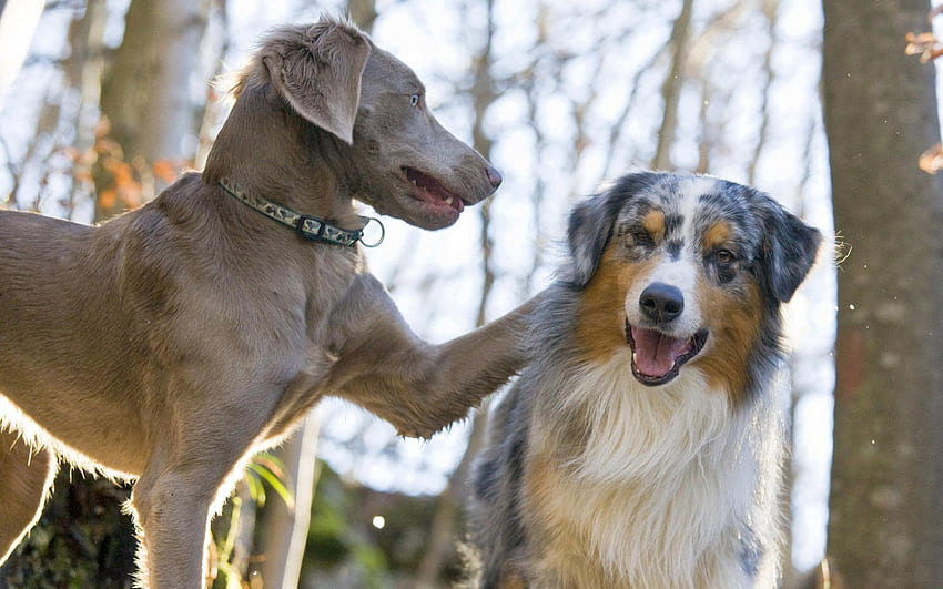 How To Train Your Dog To Ignore Other Dogs? 16 Dog ignore5