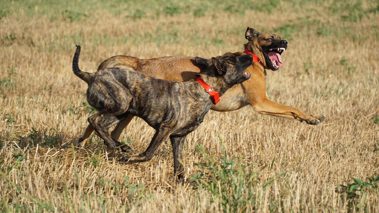 Dutch Shepherd vs Belgian Malinois