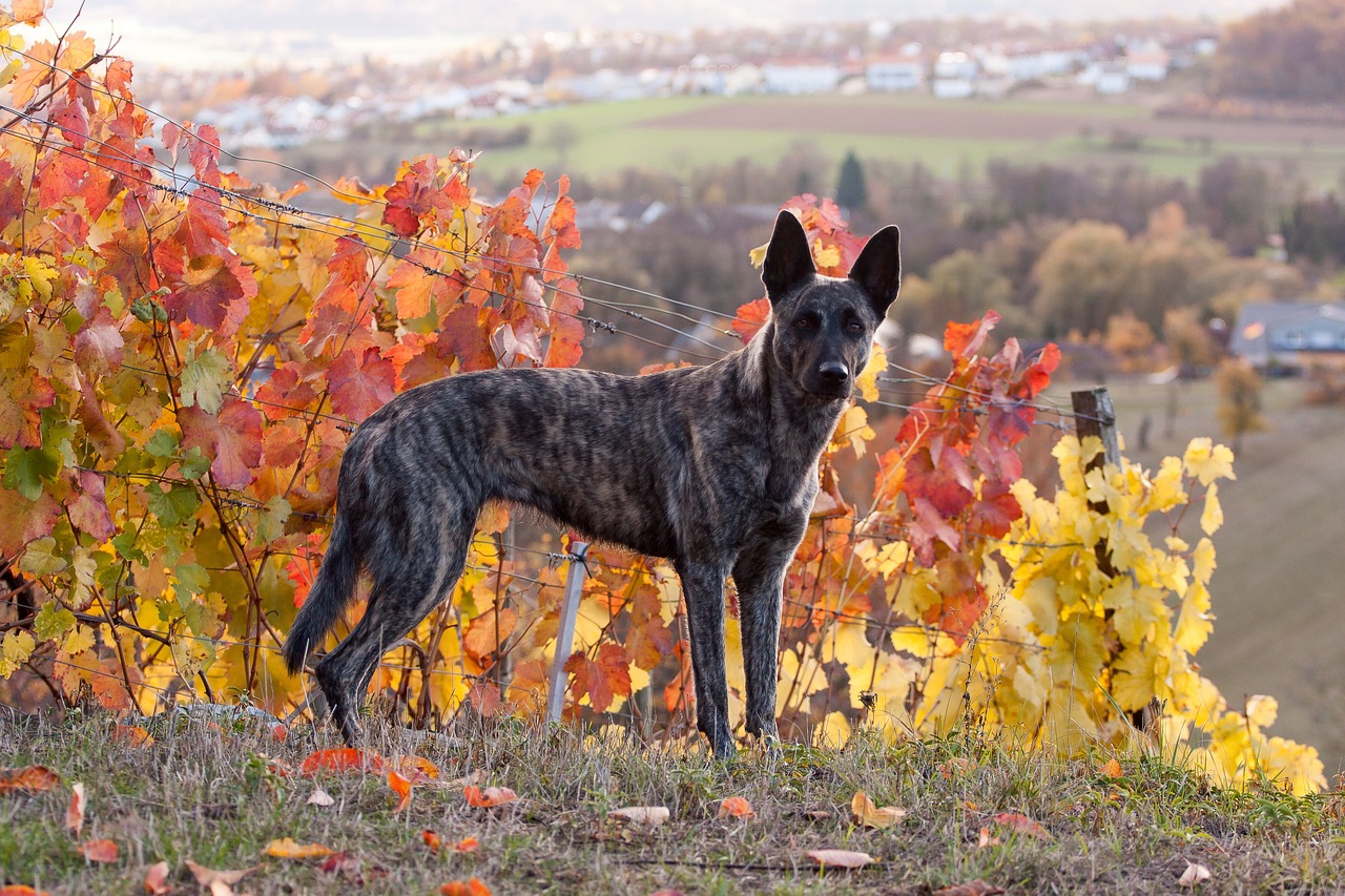 Dutch Shepherd2