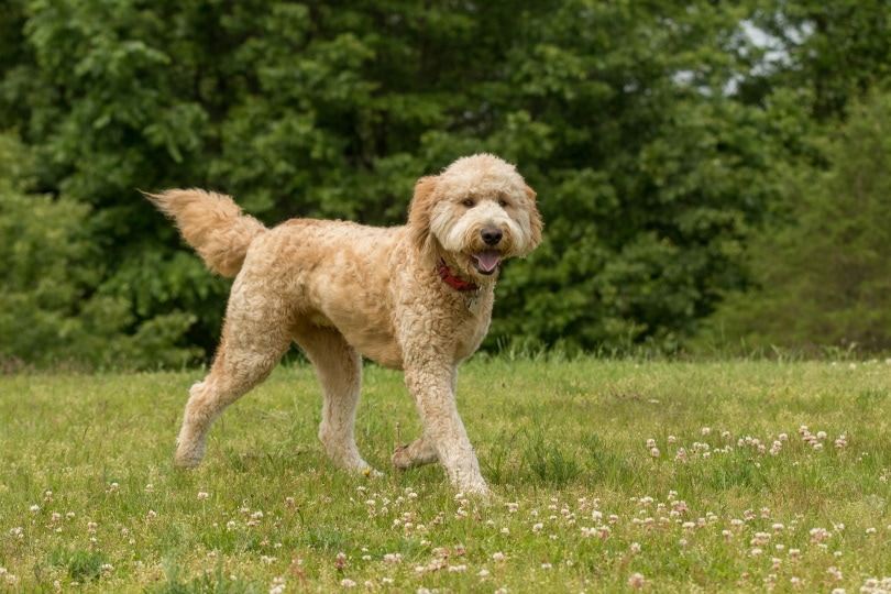 Goldendoodle1