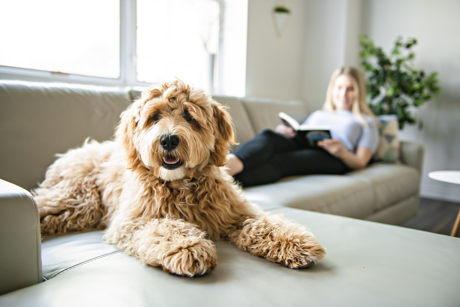 Goldendoodle4