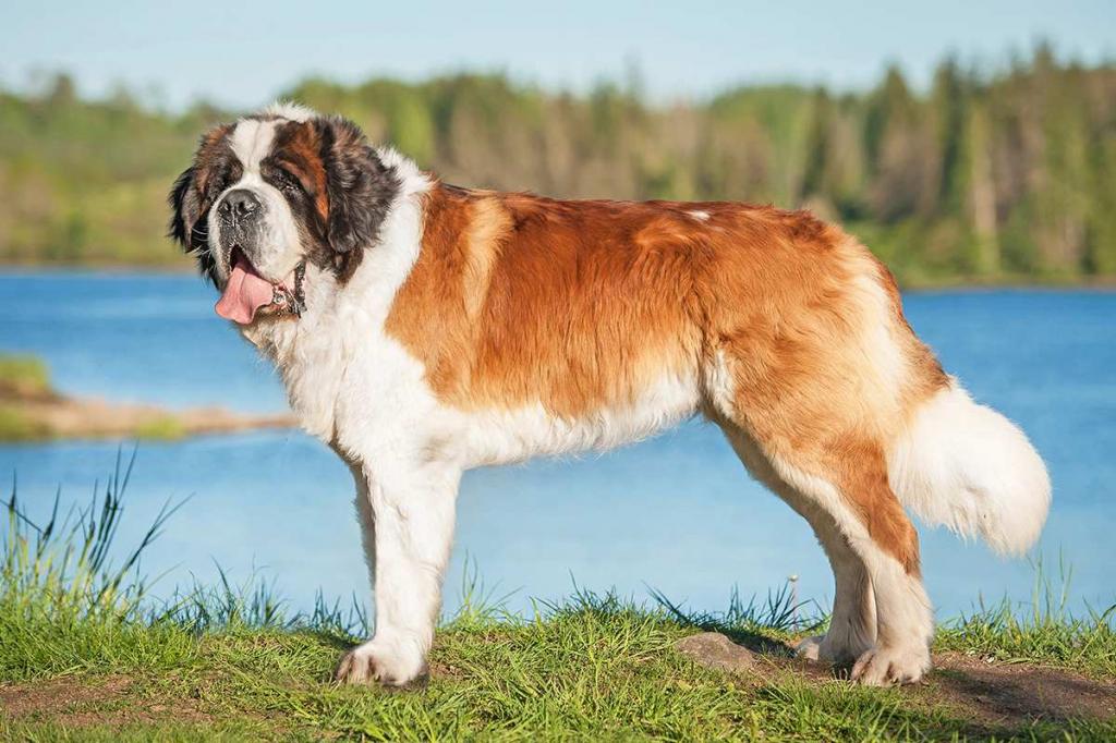 Saint Bernard2