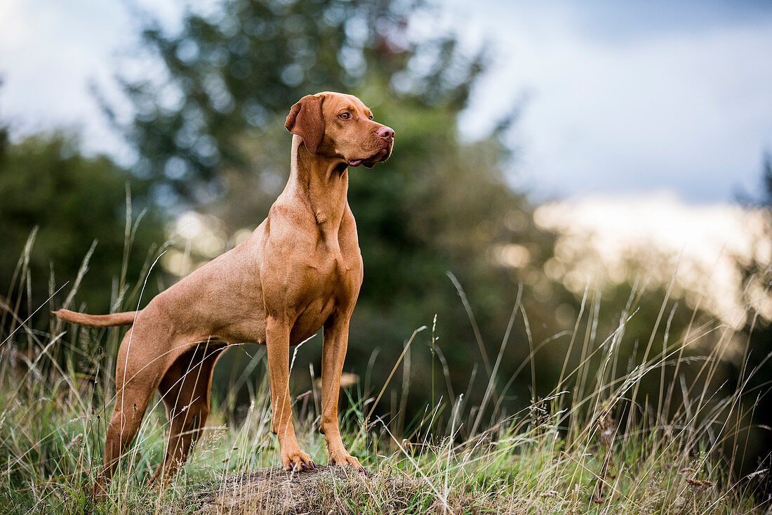 Vizsla3