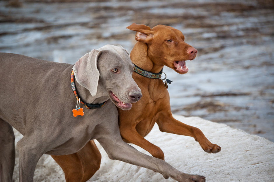 Weimaraner Vizsla