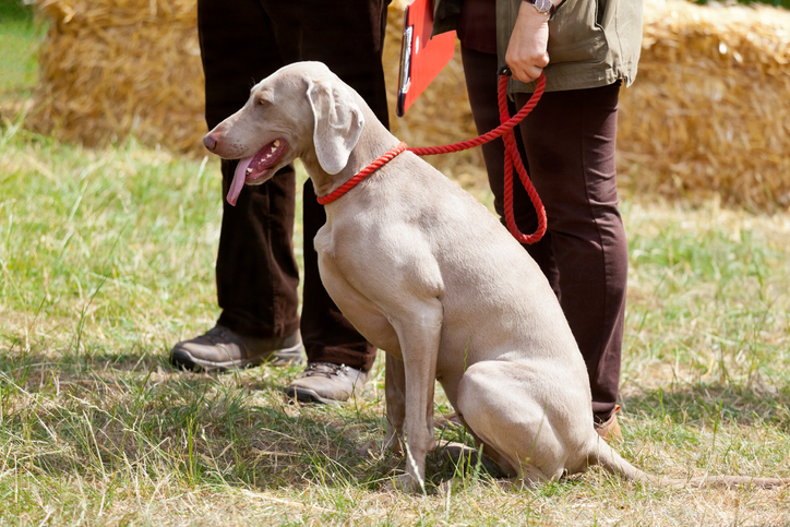 Weimaraner1