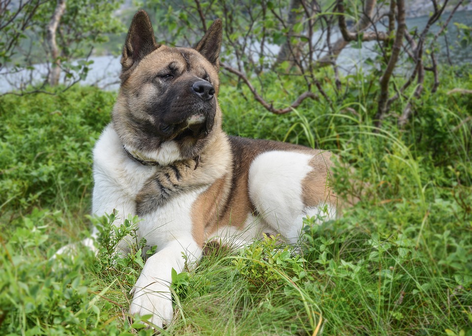 akita american