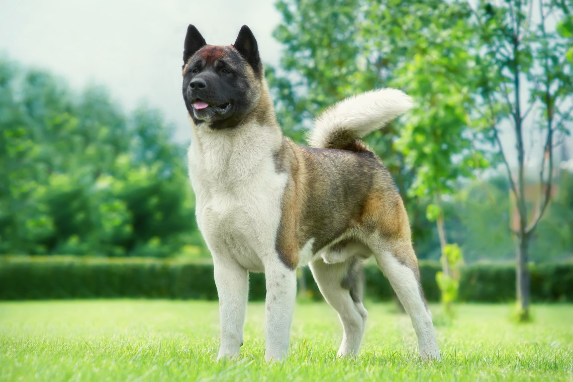 akita american1