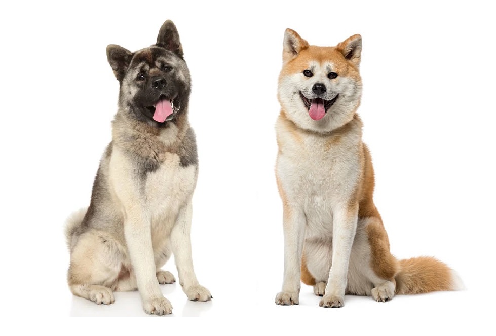 akita inu 2