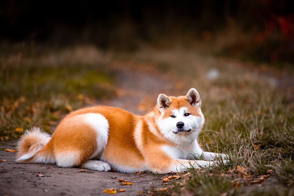 akita inu1