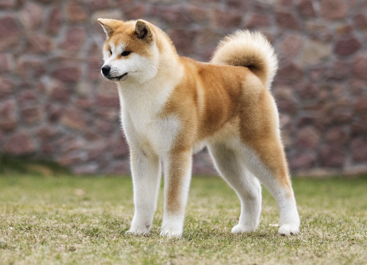 akita inu2