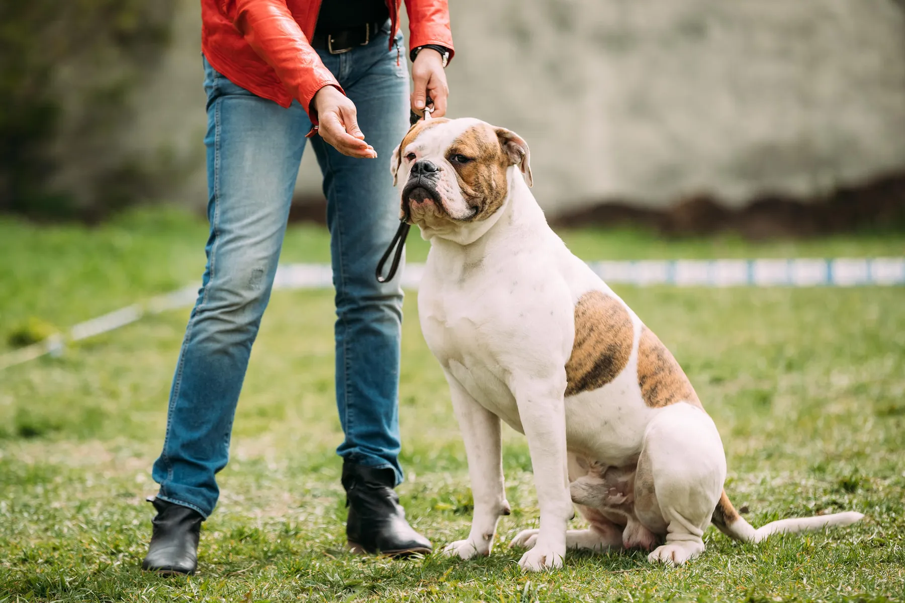 american bulldog1