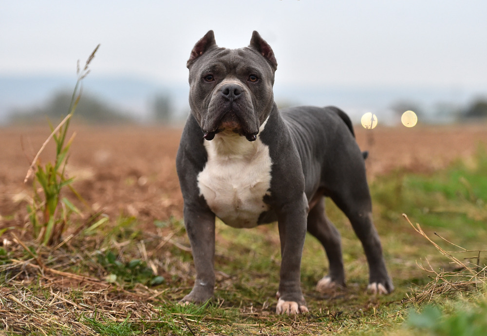 american bully