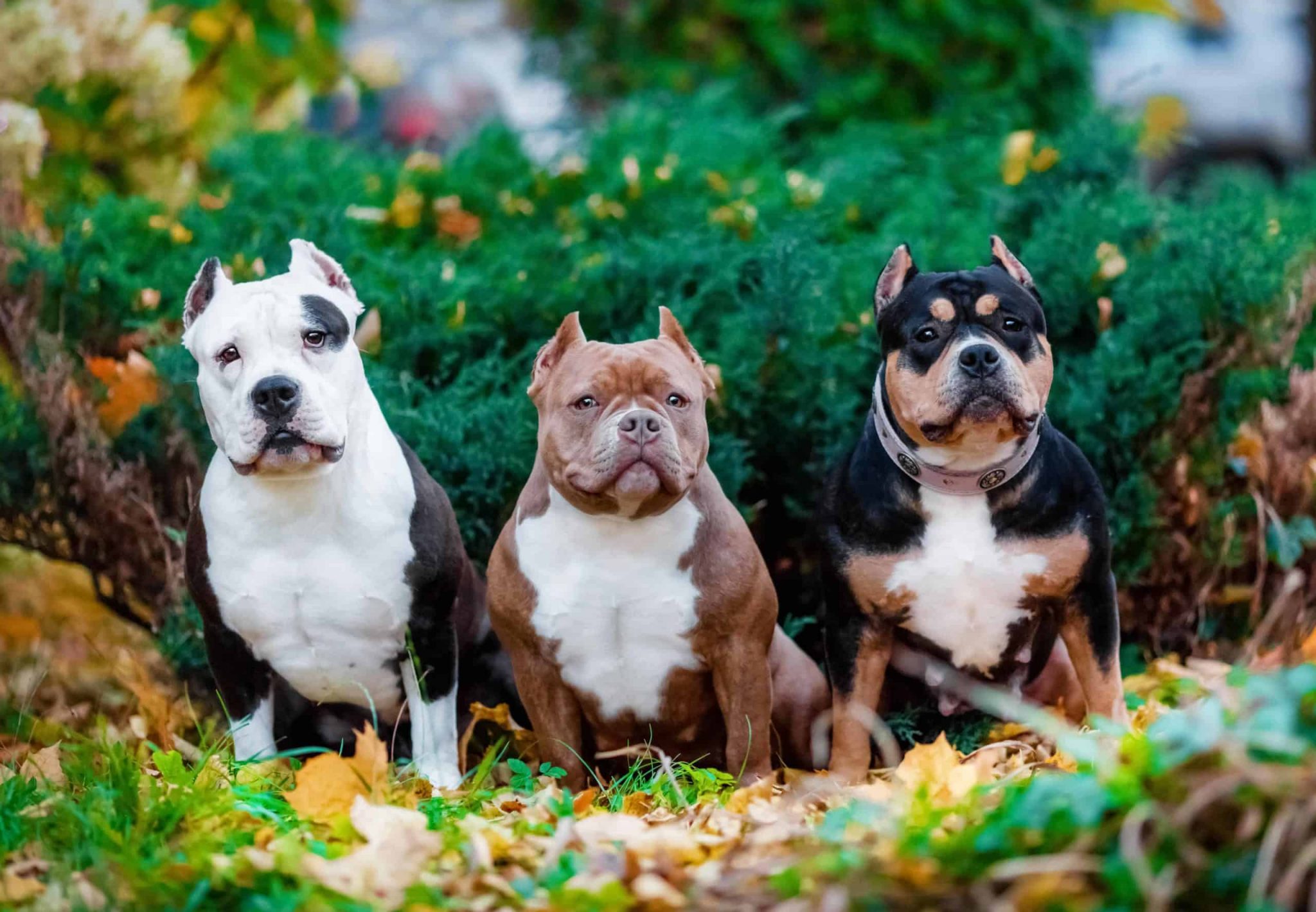 American Bully Vs American Bulldog How To Tell The Difference?