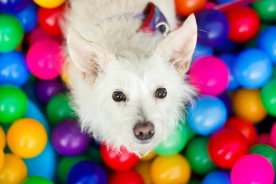 ball pit