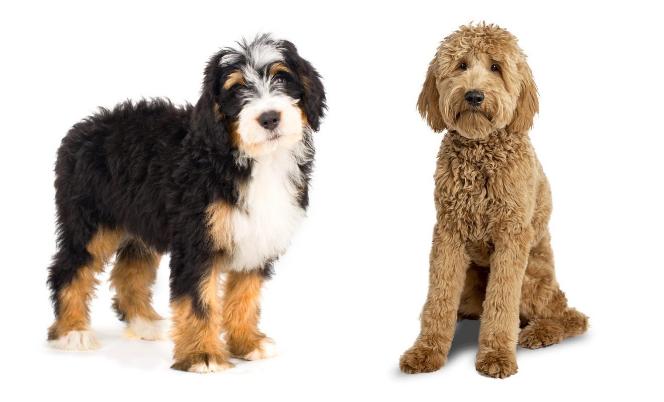 Bernedoodle Vs Goldendoodle Which Is The Better Doodle?